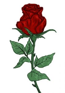 red rose