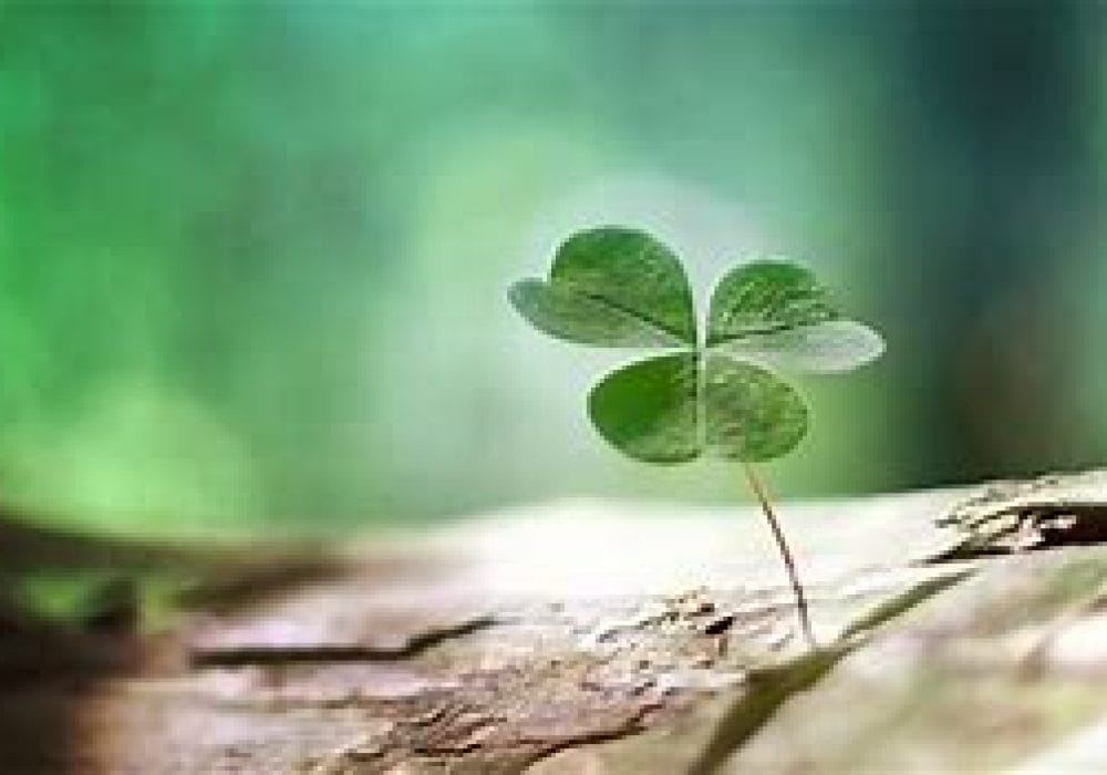 A 3 leaf clover growing out of a log is lit up by sunshine