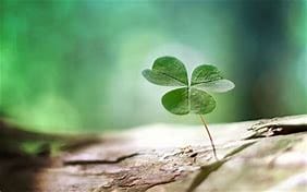 A 3 leaf clover growing out of a log is lit up by sunshine