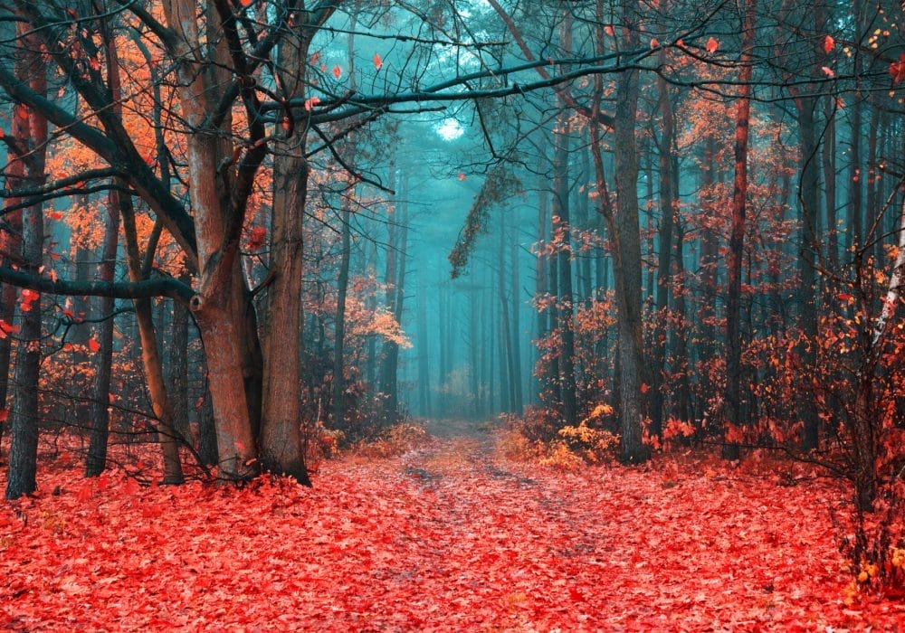 A misty forest pathway, tall trees line either side of the path, and the floor is covered with red fallen leaves.