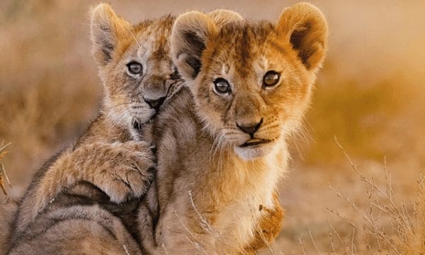 two younger lions with a desert background close to one another
