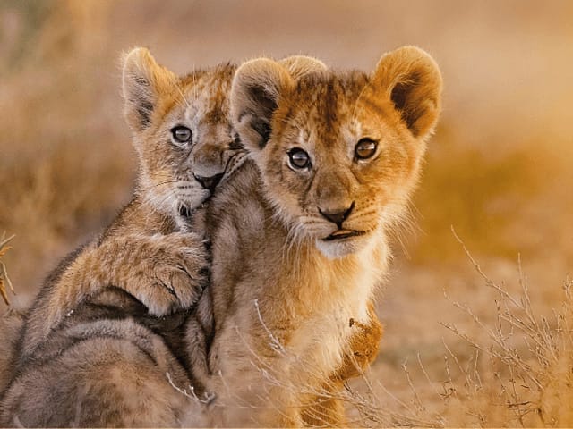 two younger lions with a desert background close to one another